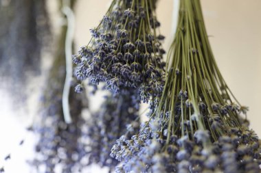 Dekorasyon için kurutulmuş lavanta buketleri