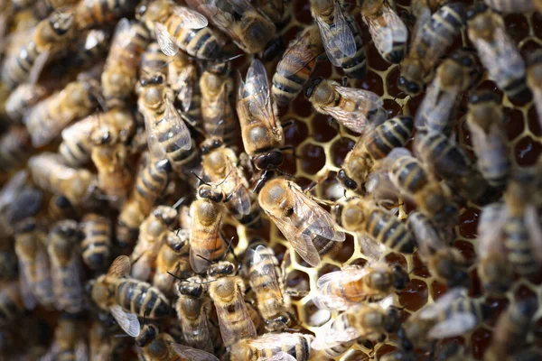 Abeilles domestiques en nid d'abeille dans le rucher en été gros plan — Photo