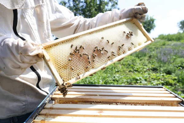 Apicoltore che tiene favo pieno di api primo piano — Foto Stock