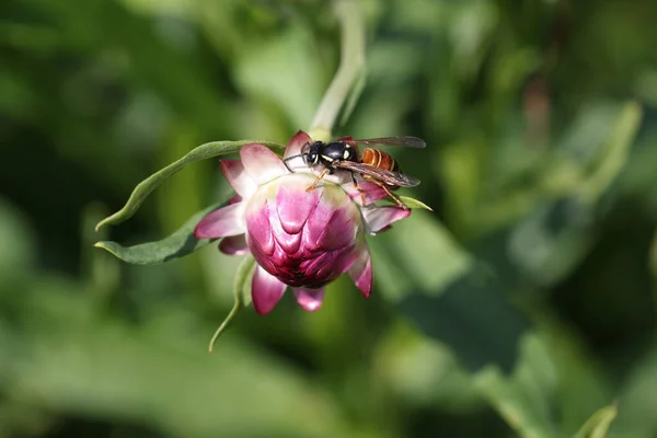 Insecte abeille assis sur fond de gros plan rose bourgeon immortelle fleur — Photo