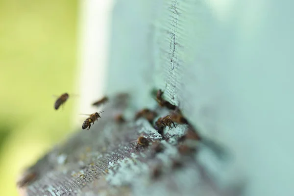 Enjambre de abejas volando en su primer plano de colmena de madera —  Fotos de Stock