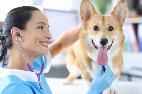 Doktor veteriner kliniğindeki resepsiyonda köpek steteskopunu dinliyor. — Stok fotoğraf