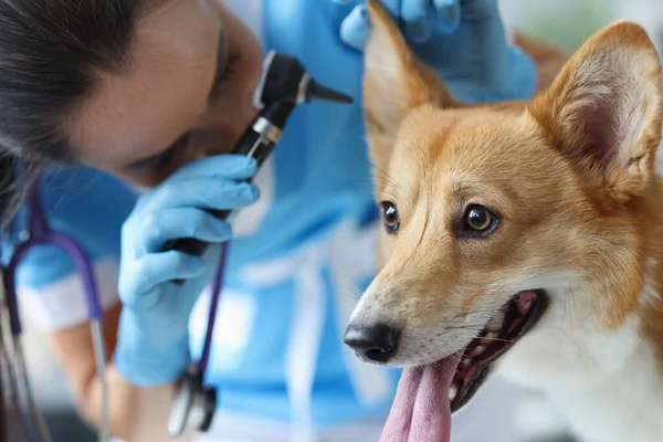 Veteriner köpek kulaklığını yakından inceliyor. Köpeklerdeki kulak hastalıkları — Stok fotoğraf