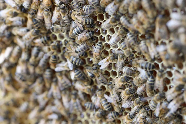 Le pollen d'abeille collecté est placé dans un gros plan en nid d'abeille — Photo