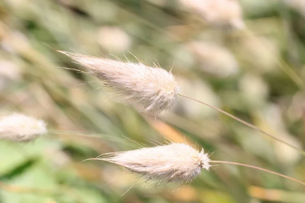 Räv svans och borst gräs eller cattail närbild — Stockfoto