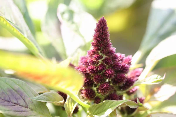 Krásné květinové hřeben nebo Celosia cristata se zelenými listy kvetoucí v zahradě detailní — Stock fotografie