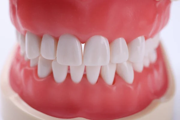 Sztuczna szczęka ludzka z prawidłowym ugryzieniem i białymi zębami zbliżenie — Zdjęcie stockowe
