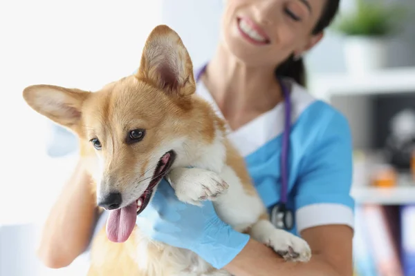 Barátságos női állatorvos holding kutya a klinikán — Stock Fotó