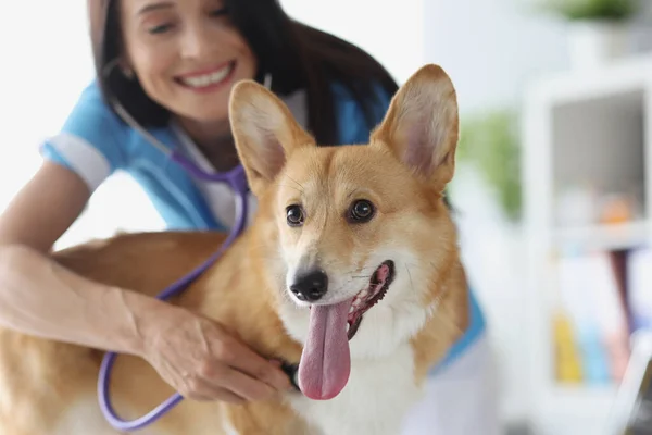 Veterinario y cachorro en clínica veterinaria sometido a examen médico — Foto de Stock