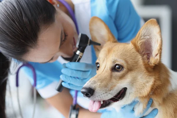 Test auditif du chien en clinique vétérinaire gros plan — Photo