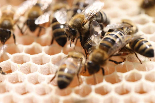 Les abeilles ouvrières comme épine dorsale du gros plan de la ruche — Photo