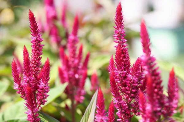 Gipfel roter Cellosen in einem schönen Garten Nahaufnahme — Stockfoto