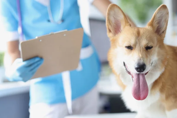 Médico veterinário realiza exame físico do conceito de cão — Fotografia de Stock