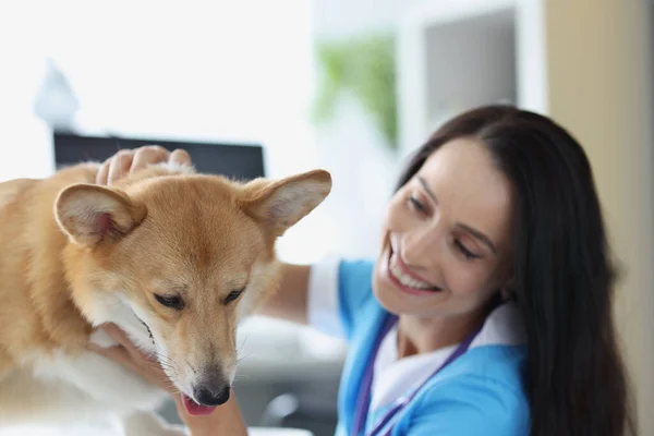 Gülümseyen veteriner doktor köpeği muayene ediyor. — Stok fotoğraf