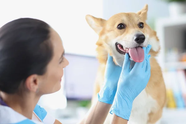 Médecin vétérinaire effectue un examen physique de la cavité buccale chien gros plan — Photo