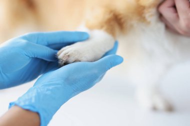 Koruyucu tıbbi eldivenli veteriner klinikte köpek pençesi tutuyor.