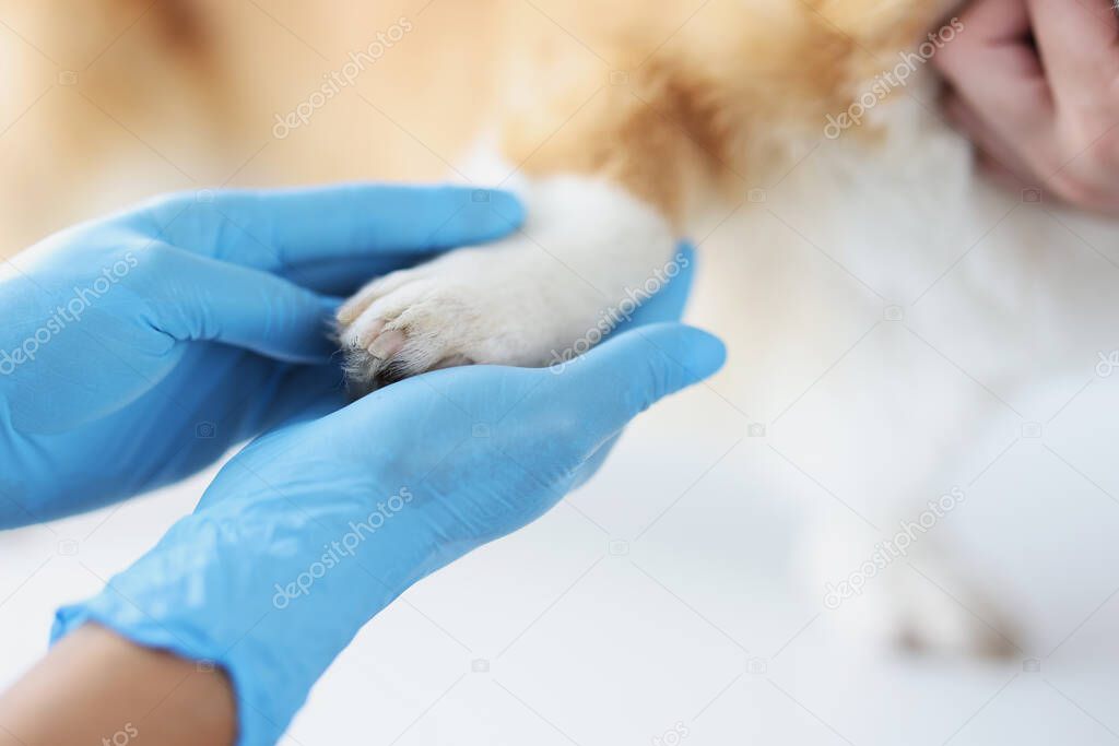 Veterinarian in protective medical gloves holding dog paw in clinic closeup