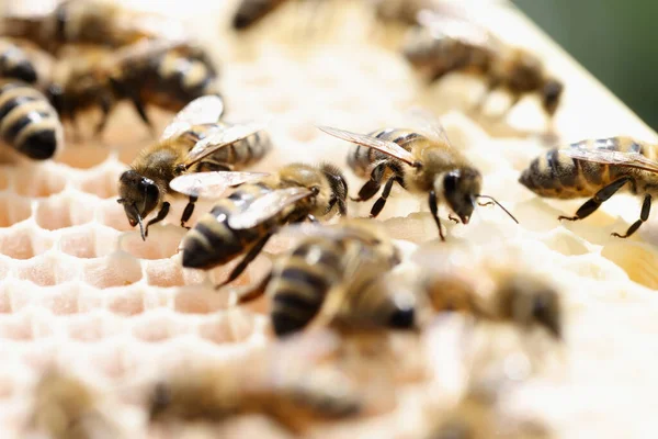 Gros plan de nombreuses abeilles mellifères sur les rayons — Photo