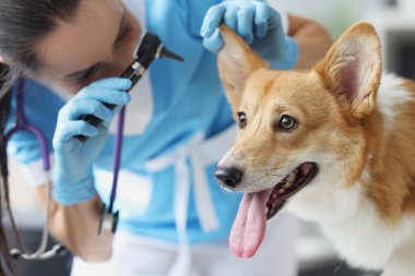 Klinikte otoskoplu safkan bir köpeğin kulağına bakan kadın veteriner.