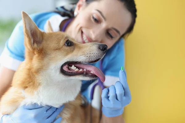 Läkare veterinär håller grön kapsel av medicin framför hund på kliniken — Stockfoto