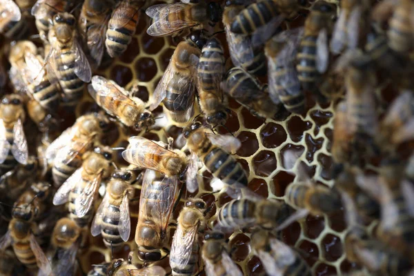 Abeilles domestiques en ruche sur peignes gros plan — Photo