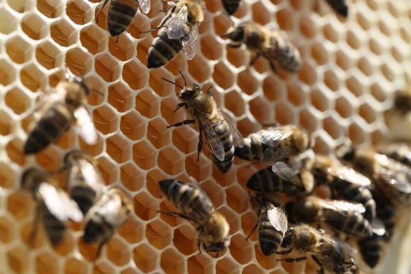 Abeille en nid d'abeille avec des morceaux de miel de nectar en cage gros plan — Photo