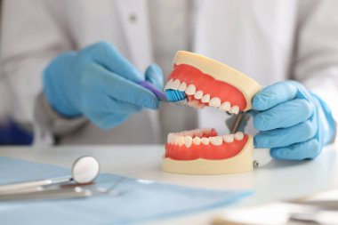 Diş hekimi yapay çene üzerinde diş fırçasıyla dişlerinizi nasıl düzgün fırçalayacağınızı gösterir