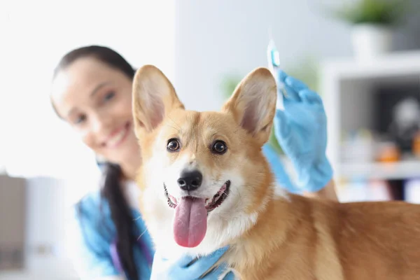 Sonriente médico veterinario femenino lleva a cabo el examen físico del perro — Foto de Stock