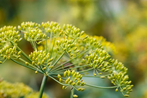 Dill — Stockfoto