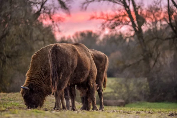 Europeisk Bisonoxe Skog Vid Solnedgången — Stockfoto