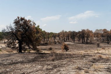 Çam ormanı canlı ağaçlarla yandı