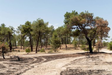 Çam ormanı canlı ağaçlarla yandı