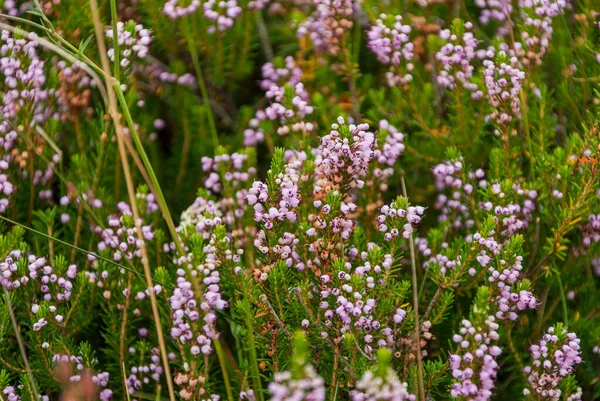 Background Purple Heather Flowers Green Leaves — Stock Photo, Image