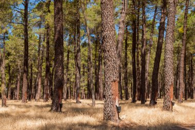 Sakızlı çam ormanları kuru çimenler ve mavi gökyüzü
