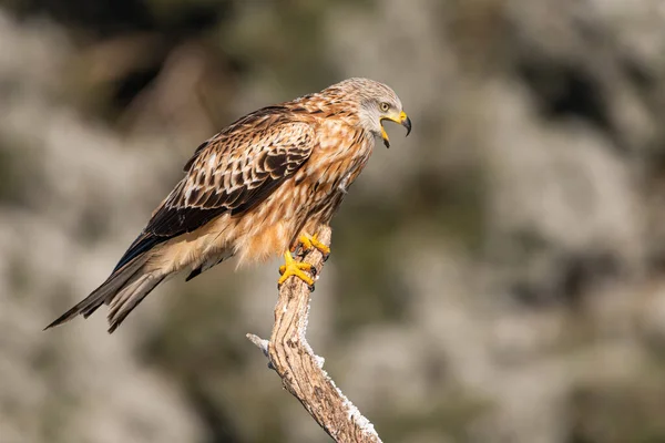 Rotmilan Milvus Milvus Hockte Singend Mit Kopierraum — Stockfoto