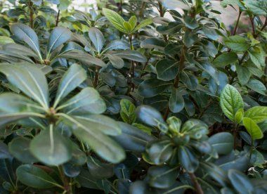 Dalların üzerinde taze yeşil yapraklar yetişiyor. Kompozisyonu. Yeşil yaprak dokusu