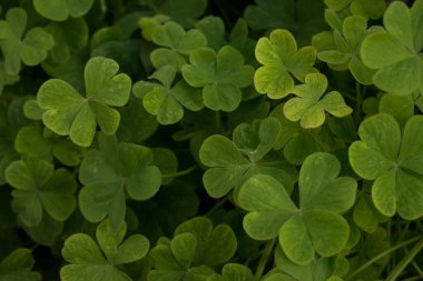 Yeşil yapraklar arka plan. Yeşil duvar kağıdı için doğal yaprak dokusu. Yeşil yaprak dokusu. Bahar Kompozisyonu