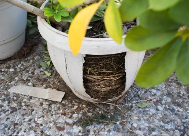 Kırık plastik bir saksıdaki bitkinin kök sistemi.