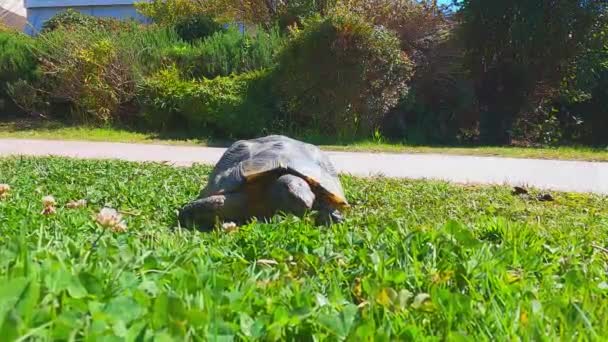 Sarı Renkli Kaplumbağa Güneşli Bir Günde Yeşil Çimlerle Yavaşça Besleniyor — Stok video