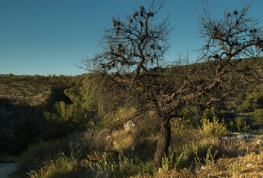 Orman yangınından sonra kömürleşmiş ve kararmış çam ağacı. Yapraksız, ıssız ölü ağaç. Küresel ısınma etkisi..