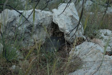 Kaplumbağa korkmuş ve kayaların altına saklanmaya çalışıyor.