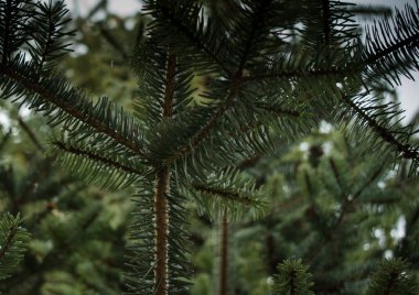 Firavun ağacı dalı yaklaş. Kabarık köknar dalının yeşil iğnelerinin üzerindeki kozalaklı dal. Seçici odaklanma. Noel duvar kağıdı kavramı. Boşluğu kopyala.