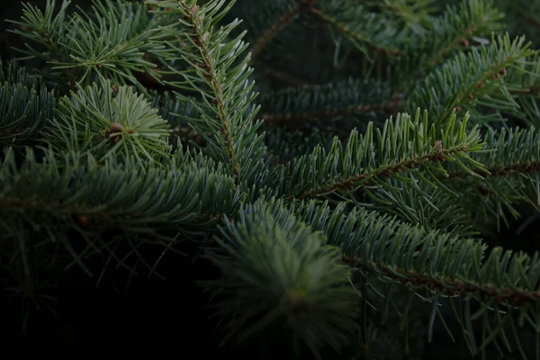 가지가 전나무 가지에 초록색 바늘에는 나뭇가지가 선택적 크리스마스 Conc Ept — 스톡 사진