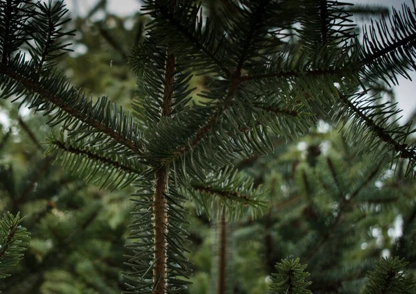 Branche Sapin Referme Brindille Conifères Sur Aiguilles Vertes Branche Sapin — Photo