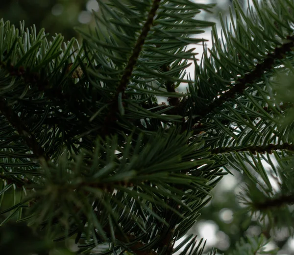 木の枝を閉じてください ふわふわのモミの木の枝の緑の針に針葉樹の小枝 選択的集中 クリスマスの壁紙の概念 コピースペース — ストック写真