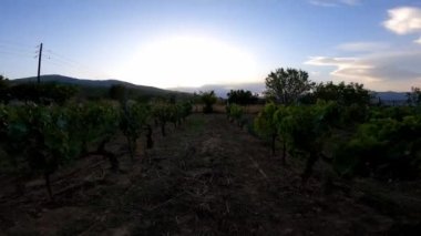 Gün batımında Yunanistan 'daki büyük üzüm bağında yemyeşil asmalar arasında açık havada yürümek. Üzüm bağında iyi yetişen sarmaşık bitkileri, düz yeşil sıralarda ilerleyin..
