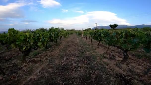 Walking Outdoors Rows Lush Green Vines Large Vineyard Greece Sunset — Stock Video