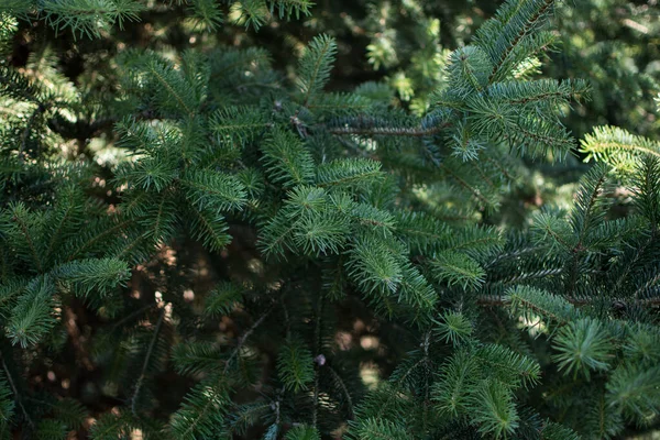 木の枝を閉じてください ふわふわのモミの木の枝の緑の針に針葉樹の小枝 選択的集中 クリスマス壁紙のコンセプト — ストック写真