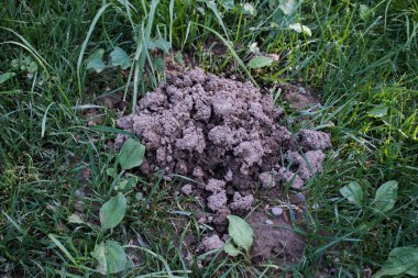 Bahçe çayırındaki taze köstebek tepeleri. Bahçedeki çimenlikte köstebek yuvaları. Hasarlı çimen.