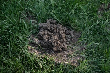 Bahçe çayırındaki taze köstebek tepeleri. Bahçedeki çimenlikte köstebek yuvaları. Hasarlı çimen.